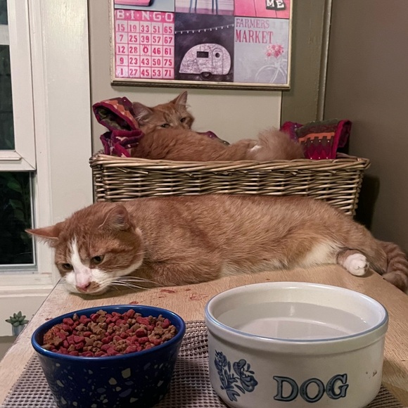 Klinka’s Kloset - Picture 8 of 13